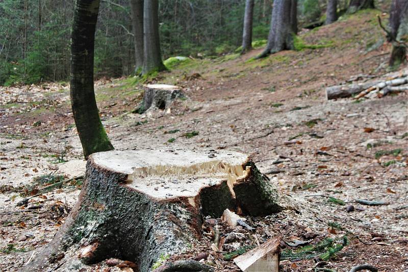 Zimní měsíce se správci rozhodli využít k vytěžení dřeva napadeného kůrovcem. Z toho důvodu je pro chladumilné turisty uzavřena Zelená rokle.