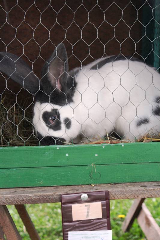 Obdivujte krasavce mezi králíky, holuby a kohouty