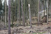 Lesy v Prachovských skalách po kalamitě.