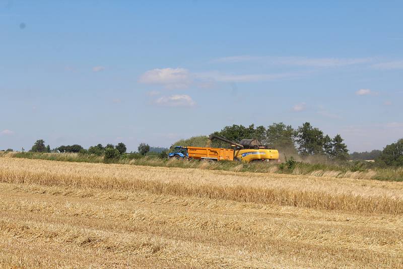 Žně na Jičínsku zahájila sklizeň ozimého ječmene.