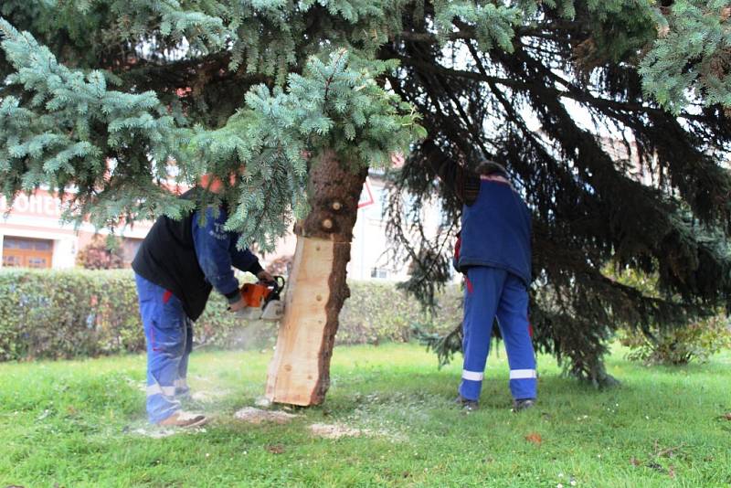 Vybrat ideální vánoční strom není jednoduché. Kromě samotného vzhledu rozhodují i technické podmínky těžby a dopravy.