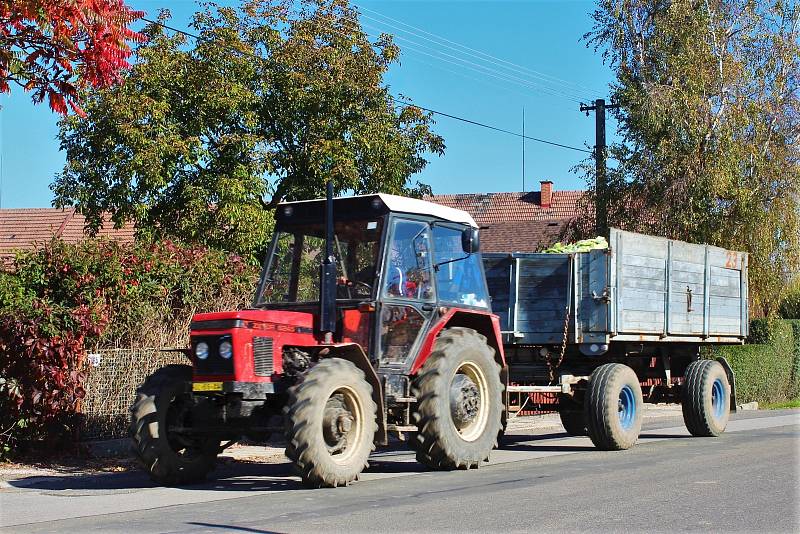Odpad z očištěných hlávek odváží traktory zpět na pole.