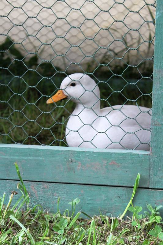 Obdivujte krasavce mezi králíky, holuby a kohouty