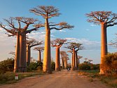 Z Madagaskaru - Baobab avenue.