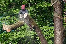 Kácení stromů v bělohradském zámeckém parku, kde bylo 32 jehličnanů a listnáčů napadeno kůrovcem. Park je uzavřen.