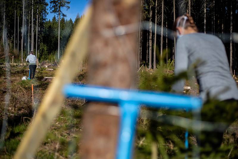 V době koronaviru je větší zájem o brigády v Lesích ČR, kde studenti vysazují nové stromky a uklízejí.