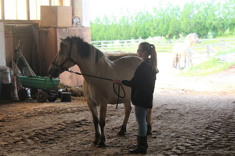 Fjordský kůň je jedno z nejčistších plemen na světě. Jeho podoba se téměř nezměnila od dob, kdy jej chovali skandinávští Vikingové. V Česku jej nyní chová jen málo lidí, hřebčín ve Staré Pace je jediný svého druhu u nás.