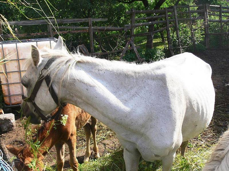 V Češově žijí na třech místech v obci vyhladovělí koně.