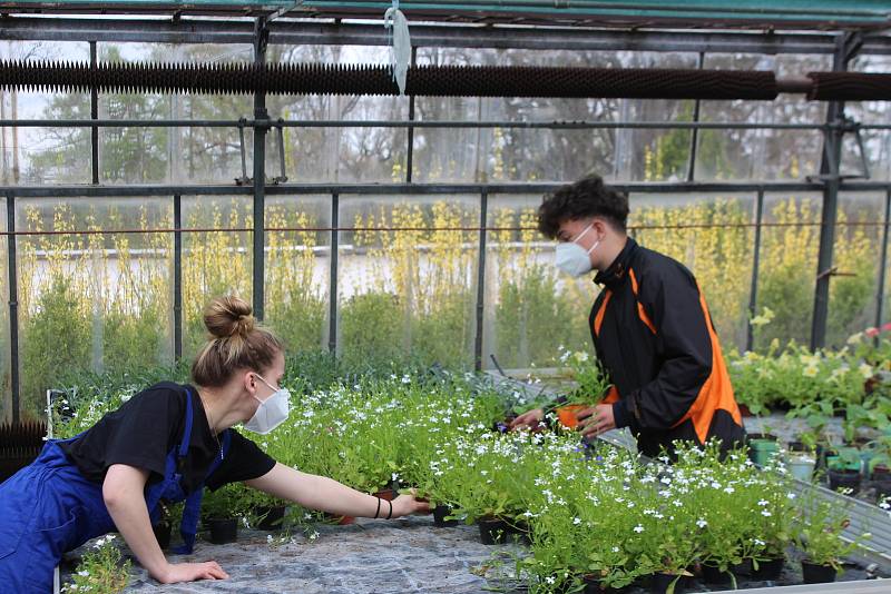 Ve sklenících zatím studenti připravují květiny a sazenice v květináčích. Kupovat si je jezdí lidé z celého okolí.