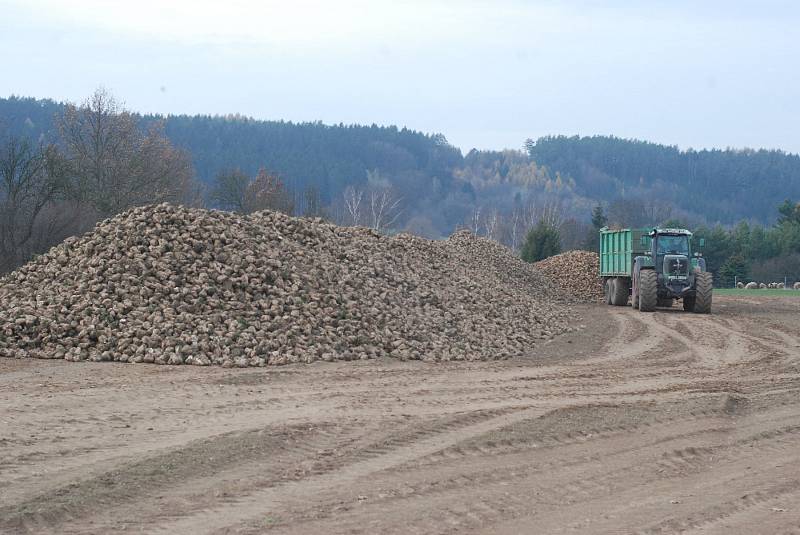 Sklizeň cukrové řepy na JIčínsku.