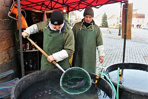 Na mnoha místech po celém Jičínsku se od pondělí prodávají kapři. Letos se ceny pohybují okolo 80 korun za kilo.