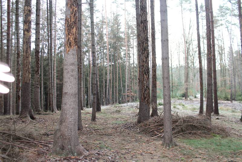 Kůrovcem poškozené lesy.