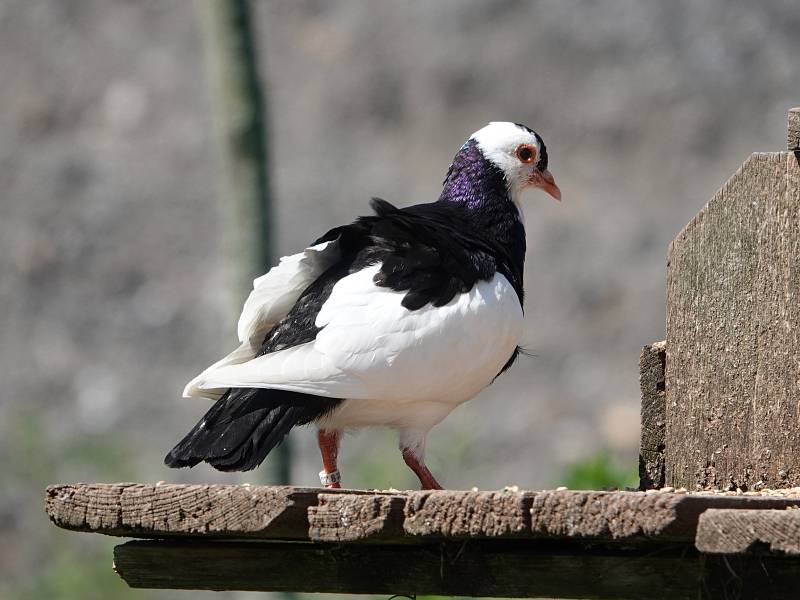 Pan Nýdrle chová plemeno domácích holubů český stavák černý sedlatý, typický velkým voletem a zvláštním způsobem letu.