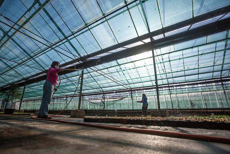 V zahradnické škole v Kopidlně pracují ve sklenících všichni zaměstnanci včetně sekretářek. Vegetační odbobí totiž koronavirus nezná.