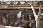 Malý domek ukrývá velký ptačí ráj