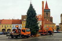 Vánoční strom v Jičíně byl vztyčen 19. listopadu