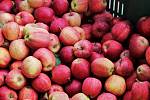 Podle odhadu Ovocnářské unie bylo Česko v zásobování čerstvými jablky ještě v roce 1998 soběstačné z 75 procent, předloni to bylo již jen z poloviny.