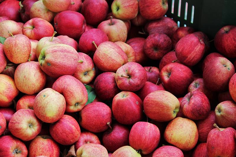 Podle odhadu Ovocnářské unie bylo Česko v zásobování čerstvými jablky ještě v roce 1998 soběstačné z 75 procent, předloni to bylo již jen z poloviny.