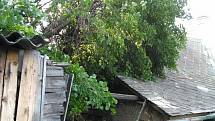 Vzrostlý strom spadl v obci Studénka na štít rodinného domu.