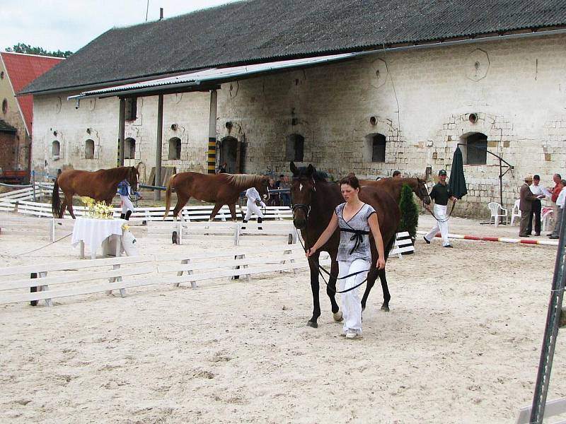 Přehlídka koní v areálu jezdecké školy Valdštejnská obora v Jičíně - Sedličkách.