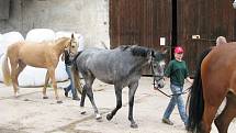 Přehlídka koní v areálu jezdecké školy Valdštejnská obora v Jičíně - Sedličkách.
