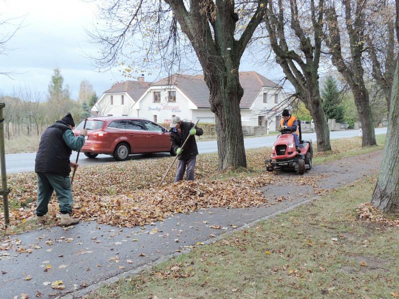 Sběr listí v lipové aleji z Jičína do Valdic.