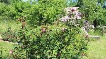 Vůněmi a rozmanitými barvami hýří zahrada v Újezdci u Syřenova na Jičínsku, kde pěstují květiny všech druhů, keře a stromy manželé Suchardovi.