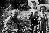Sklizeň česneku na zahrádce v Mlýnci v roce 1954. Babička Marie a já se sestrou Evičkou.