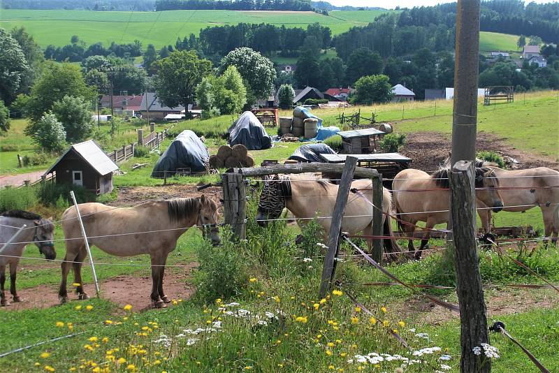 Fjordský kůň je jedno z nejčistších plemen na světě. Jeho podoba se téměř nezměnila od dob, kdy jej chovali skandinávští Vikingové. V Česku jej nyní chová jen málo lidí, hřebčín ve Staré Pace je jediný svého druhu u nás.