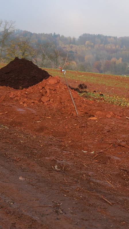 O víkendu vysadili v Úbislavicích na Novopacku  podél hřbitova tři lípy a pět třešní, které doplnily zdejší alej. Akce se uskutečnila díky podpoře Nadace ČEZ . Foto: Šárka Beránková