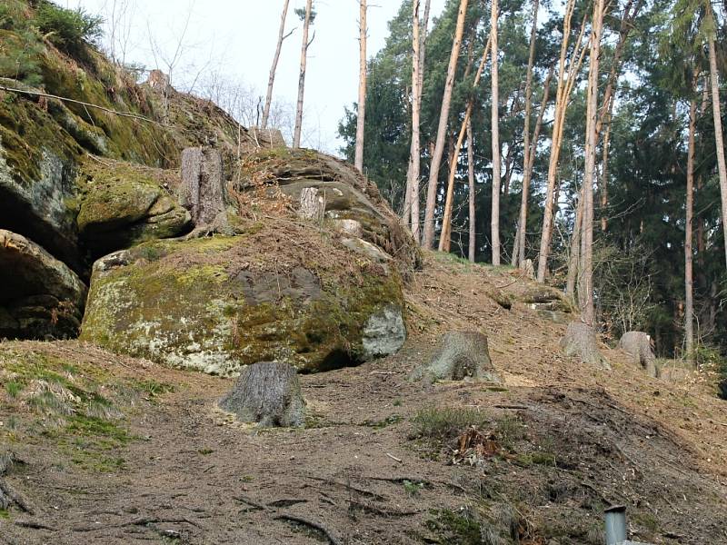 Vykácené stromy v Mladějově.