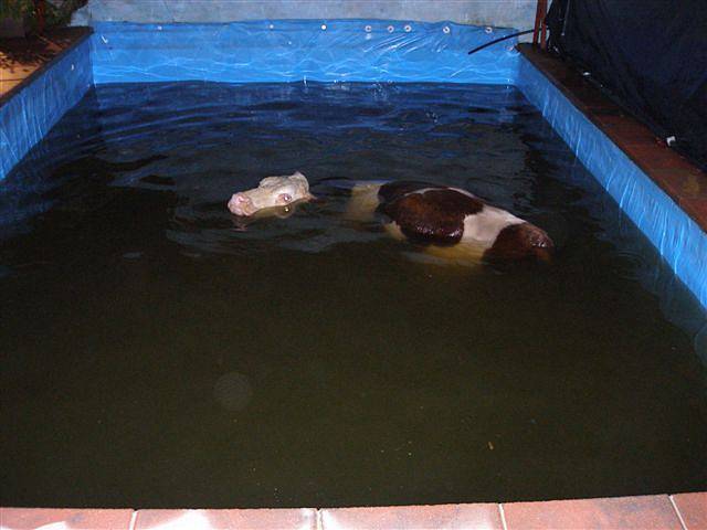 V Horním Lánově spadla kráva do bazénu.