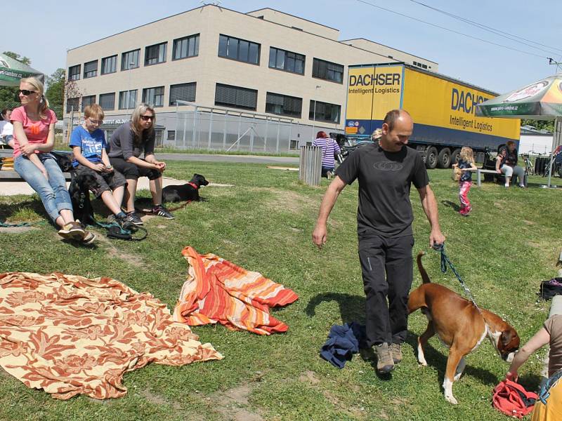 Dogracing v Holovousích.