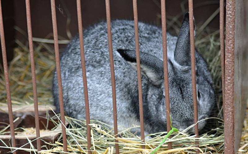 Tradiční hořická výstava králíků, drůbeže, holubů, okrasného ptactva, plazů, malých hlodavců a propagační výstava andulek.