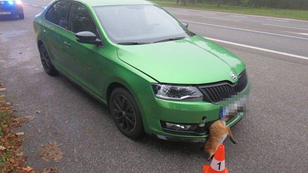 Několik záběrů z poslední doby, kdy se řidičům na Jičínsku do cesty připletla zvěř.