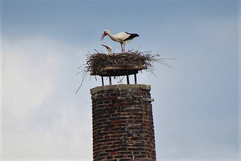 Čapí pár hnízdí na komíně u jičínského zimního stadionu každý rok. Na komíně na Lidickém náměstí je prý stejná samice už pošesté.