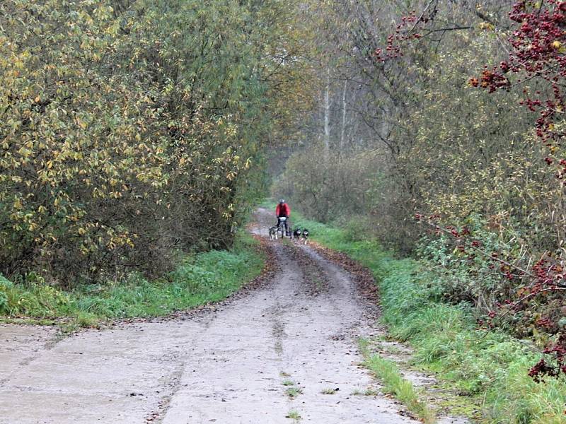 Závody psů pod Zebínem.