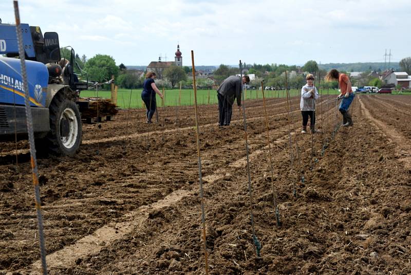 Vysadili osm tisíc rostlin na třech hektarech. Stali se tak největším vinohradem v kraji.