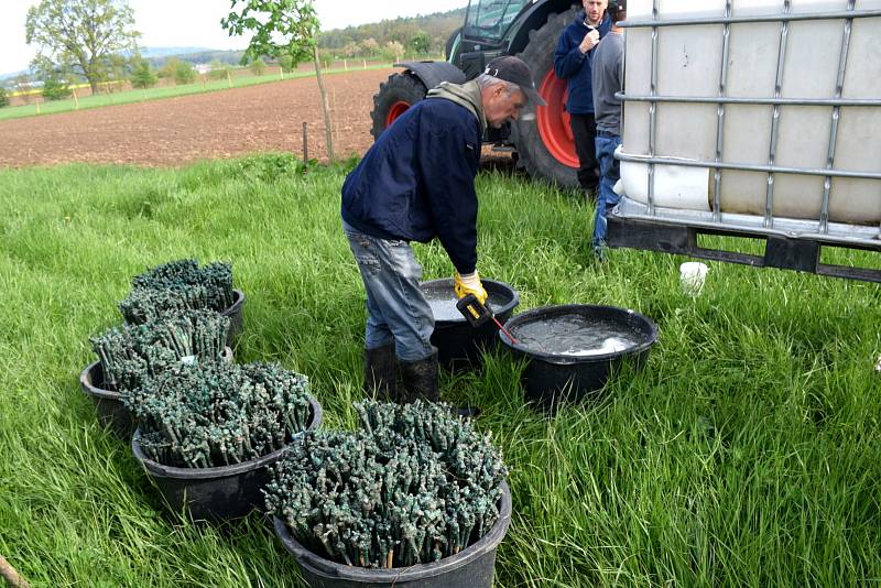 Vysadili osm tisíc rostlin na třech hektarech. Stali se tak největším vinohradem v kraji.