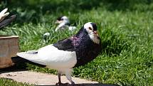 Pan Nýdrle chová plemeno domácích holubů český stavák černý sedlatý, typický velkým voletem a zvláštním způsobem letu.