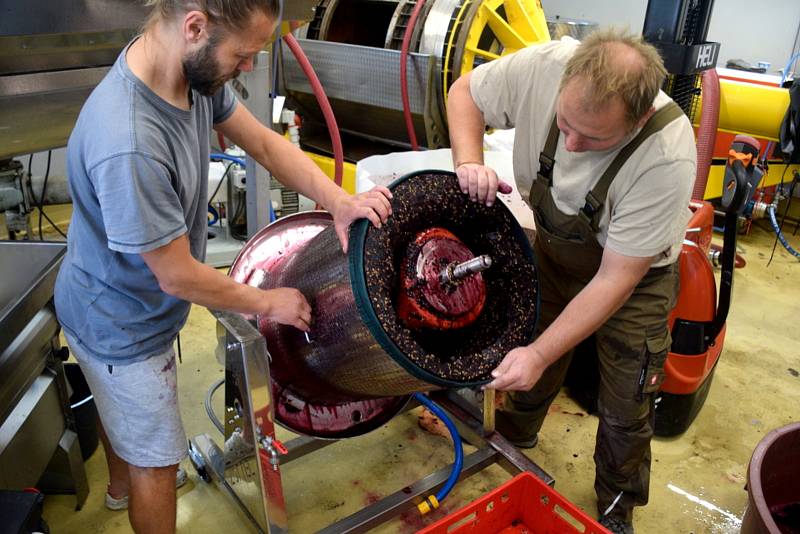 Panenská sklizeň obvykle moc ovoce nepřináší. Proto byli nadšení vinaři z Radimi vykulení, když jim vinohrad hned napoprvé urodil kvalitní hrozny.