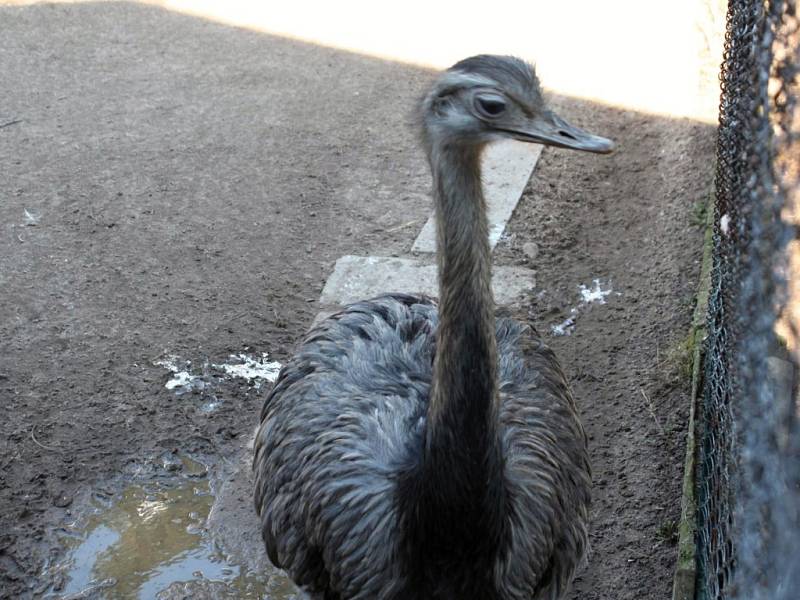 Výlet do Zoo Chleby.