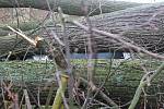 Pamětní třistaletá lípa v Jivanech u Libuně podlehla náporu silného větru. Majitel nemovitosti vyvázl o vlásek, strom pohřbil jeho auto, ve kterém přijel z nákupu. Majitelé léta poukazovali na špatný stav stromu, do jehož koruny ale nemohli zasahovat.