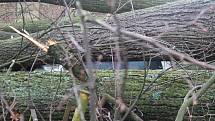 Pamětní třistaletá lípa v Jivanech u Libuně podlehla náporu silného větru. Majitel nemovitosti vyvázl o vlásek, strom pohřbil jeho auto, ve kterém přijel z nákupu. Majitelé léta poukazovali na špatný stav stromu, do jehož koruny ale nemohli zasahovat.