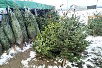 Vánoční stromeček kupte radši dřív, radí prodejci v Jičíně
