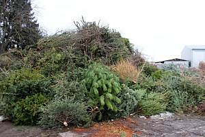 Ve sběrném dvoře končí také vyhozené vánoční stromky. Jejich pohřebiště má na výšku klidně i několik metrů.