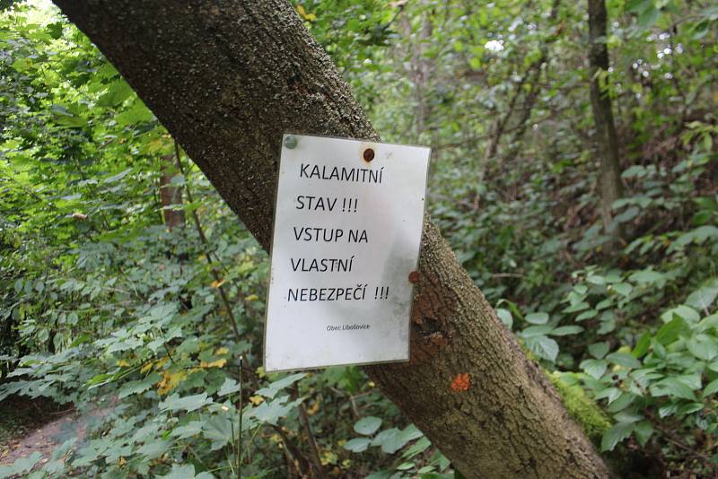 Hluboké koleje jsou sice zahlazené, ale na některých místech stejně zůstávají desítky centimetrů hluboké díry. Po těžbě zbylo v údolí spousta bláta a hromady suchých větví.