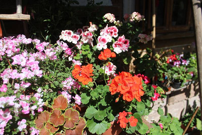 Vůněmi a rozmanitými barvami hýří zahrada v Újezdci u Syřenova na Jičínsku, kde pěstují květiny všech druhů, keře a stromy manželé Suchardovi.