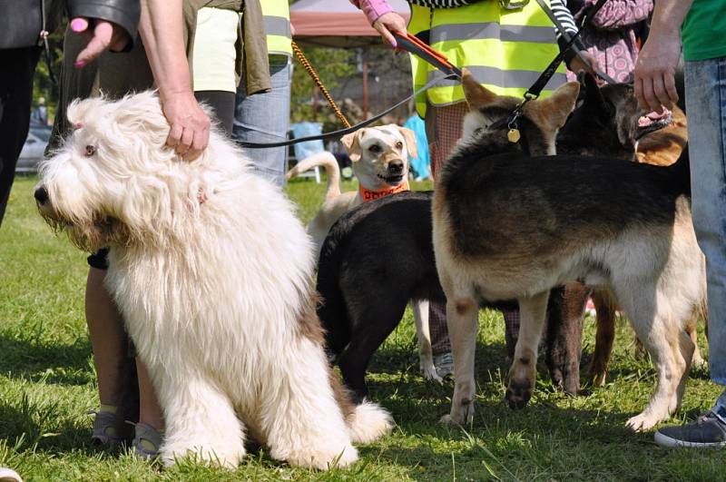 Psí festival 2017