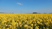 Řepka, která poslední léta zjara charakteristicky žlutě zbarvuje českou krajinu, je podle statistiků již třetím rokem na ústupu. Letos výměra plochy, na níž byla osázena, klesla o sedm procent na 342 tisíc hektarů.